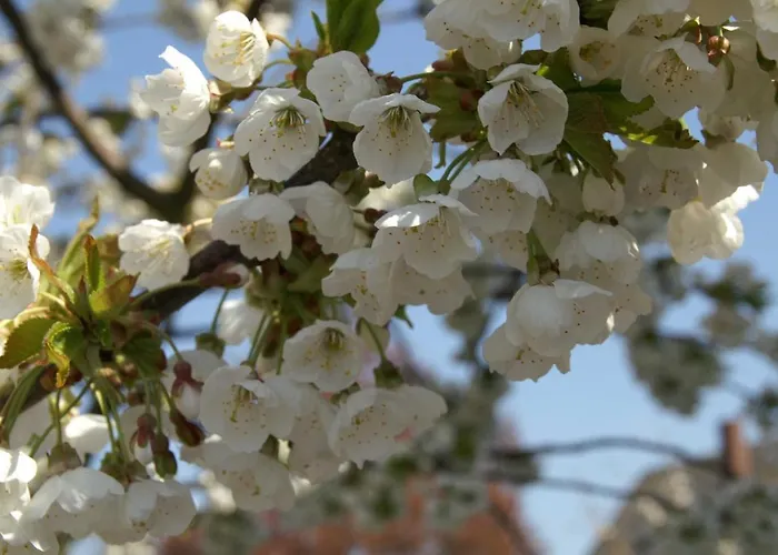 Am Leuchtturm Grünendeich